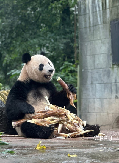 シャンシャンが中国パンダ保護研究センターで一般公開